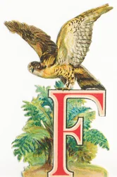 F: Falco