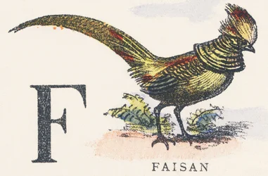 F: fagiano