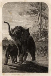 Elefante femmina che protegge il suo piccolo dai cacciatori di giavellotti dello Zambesi. Incisione per illustrare i primi viaggi del Dr. Livingstone in Africa meridionale dal 1840 al 1856, in "Le tour du monde, nouveau journal des voyages", a cura di Edou