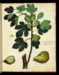 Fico e ramo di fico, tavola botanica tratta da un trattato di Storia Naturale su frutta e verdura. Fondo Ulisse Aldrovandi, Bibl. Universitaire, ed. 1603