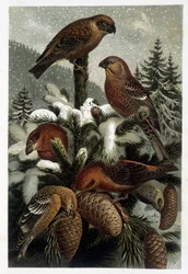 Guiffolotto delle pinete e crocieri (Bouvreuils) - in "La vita degli animali" di A. E. Brehm, Torino