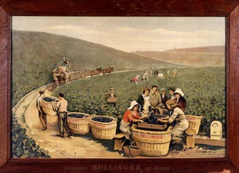 Vendemmia a Bollinger. 1900 circa.