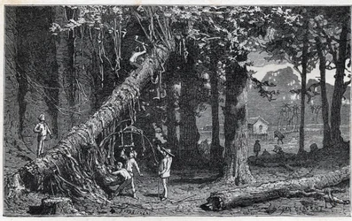 Raccolta della corteccia di china - Quinquina (Cinchona officinalis)