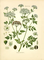 Cicuta