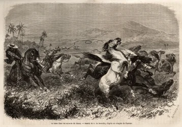 Mandrie di muli e cavalli vagano liberamente nelle pianure di Cauca (Colombia), gli allevatori si riuniscono per catturare le bestie con il lazo (o zoga, lunga corda di cuoio). Incisione per illustrare il viaggio nella Nuova Granada, di Dr. Saffray, pubbli