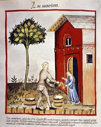 Storia dei latticini: distribuzione dello yogurt (acetosium lake). Miniatura dal "Tacuinum sanitatis"