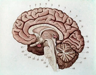 Sezione del cervello umano con emisferi cerebrali e cervelletto (incisione)