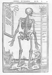 Scheletro umano, parte posteriore. Tavola anatomica da "De dissectione partium corporis humani libri tres..." di Carlo Stefano Riverio, Parigi 1545