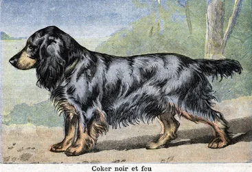 Cane da caccia: cocker nero e Fire