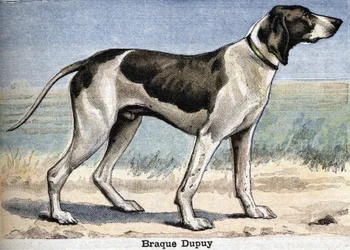 Cane da caccia: Braque Dupuy