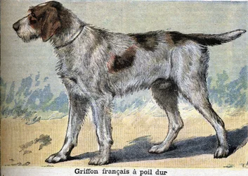 Cane da caccia: Griffone francese a pelo duro