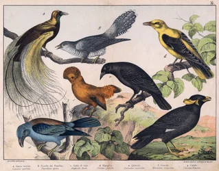Illustrazione per "Storia naturale degli uccelli", ed. Hoepli, Milano