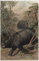 Rinoceronte indiano - Il rinoceronte indiano (Rhinoceros unicornis) - incisione da "Brehm