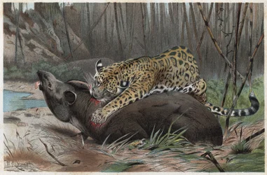 Giaguaro (Panthera onca) - incisione da "La vita degli animali" di Alfred Edmund Brehm (1829-1884)