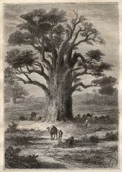 Viaggio (1798) di Frederic Conrad (Konrad) Hornemann (1772-1801) a Fezzan (Libia): un baobab - illustrazione tratta da 