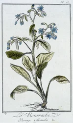 La borragine (Borrago officinalis) - in "Exercises de botany à l