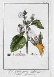 La Malva comune (Althaea Officinalis) - in "Esercizi di botanica per commercianti", redatto da J.C. Philibert, Imprimerie de Crapelet, Parigi