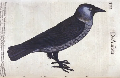 La choucas in Historia Animalium di Conrad Gesner (1516 - 1565), Tiguri
