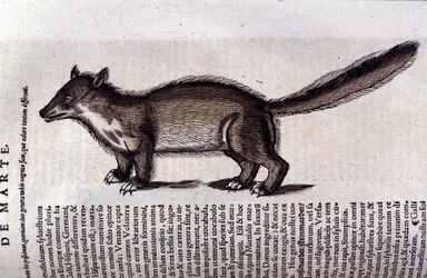 La martora in Historia Animalium di Conrad Gesner (1516 - 1565), Tiguri