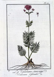 La valeriana selvatica - in "Esercizio di botanica ad uso dei commercianti" di J.C. Philibert, imp. di Crapelet, Parigi