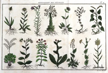 Disposizione delle foglie: in Flora Françoise, o una breve descrizione di tutte le piante che crescono naturalmente in Francia, disposte secondo un nuovo metodo di analisi con la citazione delle loro virtù meno equivoche in medicina e la loro utilità nelle