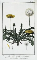 Il Dente di leone comune (Leontodon taraxacum) - in "Esercizi di botanica per commercianti", scritto da J.C. Philibert, Imprimerie de Crapelet, Parigi