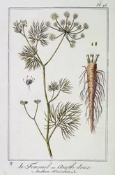 Il Finocchio dolce (Anethum Foeniculum) - in "Esercizi di botanica per commercianti", redatto da J.C. Philibert, Imprimerie de Crapelet, Parigi