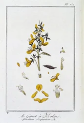 La Ginestra (Spartium Scoparium) - in "Esercizi di botanica per commercianti", redatto da J.C. Philibert, Imprimerie de Crapelet, Parigi