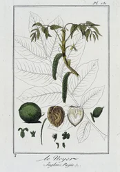 Il Noce (Juglans Regia) - in "Esercizi di botanica per commercianti", scritto da J.C. Philibert, Imprimerie de Crapelet, Parigi