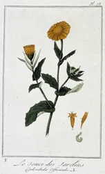 Il Calendula (Calendula Officinalis) - in "Esercizi di botanica per l
