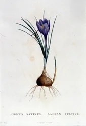 Il croco (Crocus sativus) secondo Botanique di J. Rousseau, Parigi 1822