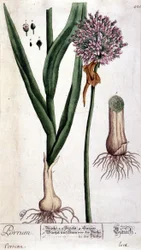 Porro - tavola botanica