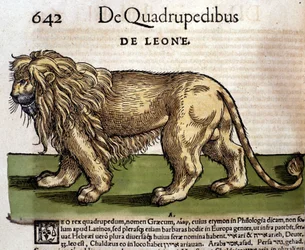 Leone dalla Historia Animalium di Conrad Gesner, Tiguri 1560. Biblioteca nazionale Braidense. Milano