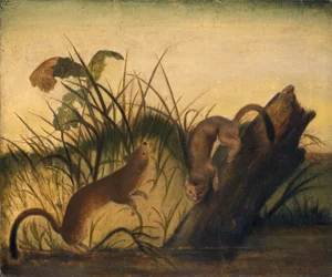 Donnola dalla coda lunga, 1845 circa (olio su tela)
