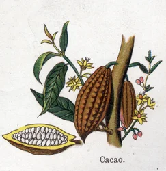 Piante botaniche medicinali e alimentari: cacao. Incisione in "La medicazione naturale" di Friedrich Eduard Bilz (1842-1922).