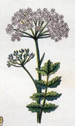 Piante botaniche medicinali e alimentari: grande locage. Incisione in "La medication naturelle", di Friedrich Eduard Bilz (1842-1922)