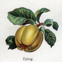 Piante botaniche medicinali e alimentari: cotogno. Incisione in "La medication naturelle", di Friedrich Eduard Bilz (1842-1922)