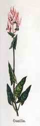 Piante botaniche medicinali e alimentari: acetosa. Incisione in "La medicazione naturale" di Friedrich Eduard Bilz (1842-1922)