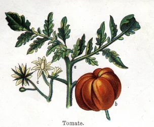 Piante botaniche medicinali e alimentari: pomodoro. Incisione in "La medication naturelle", di Friedrich Eduard Bilz (1842-1922)