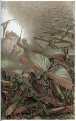 Locusta migratoria - La locusta migratoria (Locust migratoria) - incisione da "Brehm