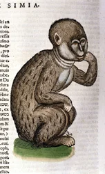 Scimmia dalla «Historia Animalium» di Conrad Gesner, Zurigo 1560. Biblioteca Nazionale Braidense, Milano