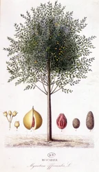 Myristica fragrans - Muscadier (Myristica officinalis). tavola botanica