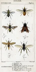 Tavola di storia naturale. Entomologia. Famiglia dei Ditteri. Mosche pungenti: 6. Stomoxys grigia; 7. Rhingia dal becco; 8. Chrysops accecante; 8a. testa di profilo; 9. Tafano nero; 9a. testa di profilo; 10. Asilide a forma di vespa; 10a. testa di