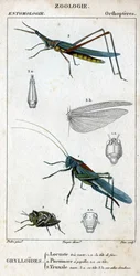 Tavola di storia naturale. Entomologia. Famiglia degli ortotteri. Grylloides: 1. Cavalletta molto verde. 1.a. la testa anteriore; 2. Pneumore ha papille gustative; 2.a. la sua testa; 3. Nasu truxal; 3.a. testa; 3.b. ali estese