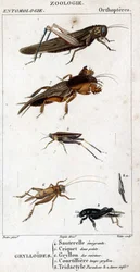 Tavola di storia naturale. Entomologia. Famiglia degli ortotteri. Grylloides: 4. Cavalletta emigrante; 5. Cavalletta a due punti; 6. Gryllon delle cucine; 7. Gryllon talpa brodo; 8. Tridactyl paradox; 8a. tarso inferiore