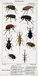 Tavola di storia naturale. Entomologia. Famiglia dei coleotteri. Rinoceronte: 1. Bruco del pisello; 2. Curculionoide del favo; 3. Anthribe dal becco grande; 4. Brachycere spinoso; 5. Attelabra del nocciolo; 6. Oxystoma di Pomone; 7. Charanson di Liveche; 8