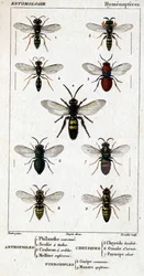 Tavola di storia naturale. Entomologia. Famiglia degli Imenotteri