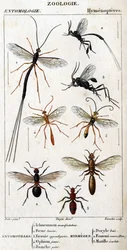 Tavola di storia naturale. Entomologia. Famiglia degli Imenotteri. Entomotilli: 1. Inchneumon protester; 2. Foene lancier; 3. Evanie appendigastre; 4. Ophion giallo; 5. Dipinto bianco. Mirmecidi: 1. Doryle baio; 2. Fornito rosso (Fem.) 3. Mutille scarlatta