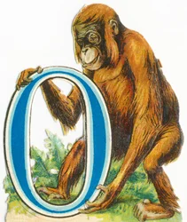 O: Orangotango