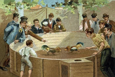 Antica usanza celebrata nella regione delle Fiandre: combattimento di galli. Cromolitografia della fine del XIX secolo.